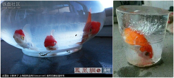 Cái rét kỷ lục ở Trung Quốc còn gây nên nhiều hình ảnh khó tin. Những chú cá đáng thương trong bể cá cảnh cũng bị đóng băng đến chết vì quá lạnh.