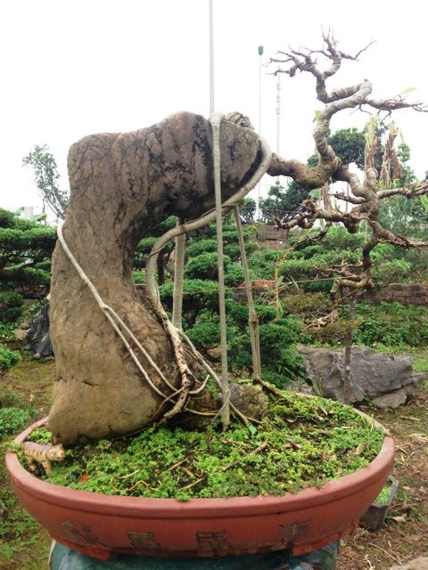 Cây sanh được ký trên khối đá thấm thủy.