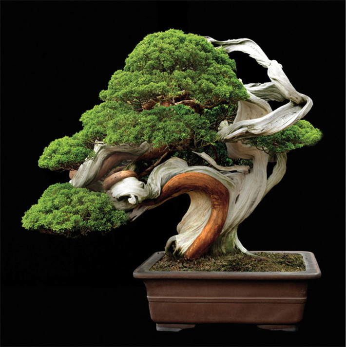 Những chậu bonsai này đều được bàn tay khéo léo của các nghệ nhân uốn nắn tỉ mỉ.