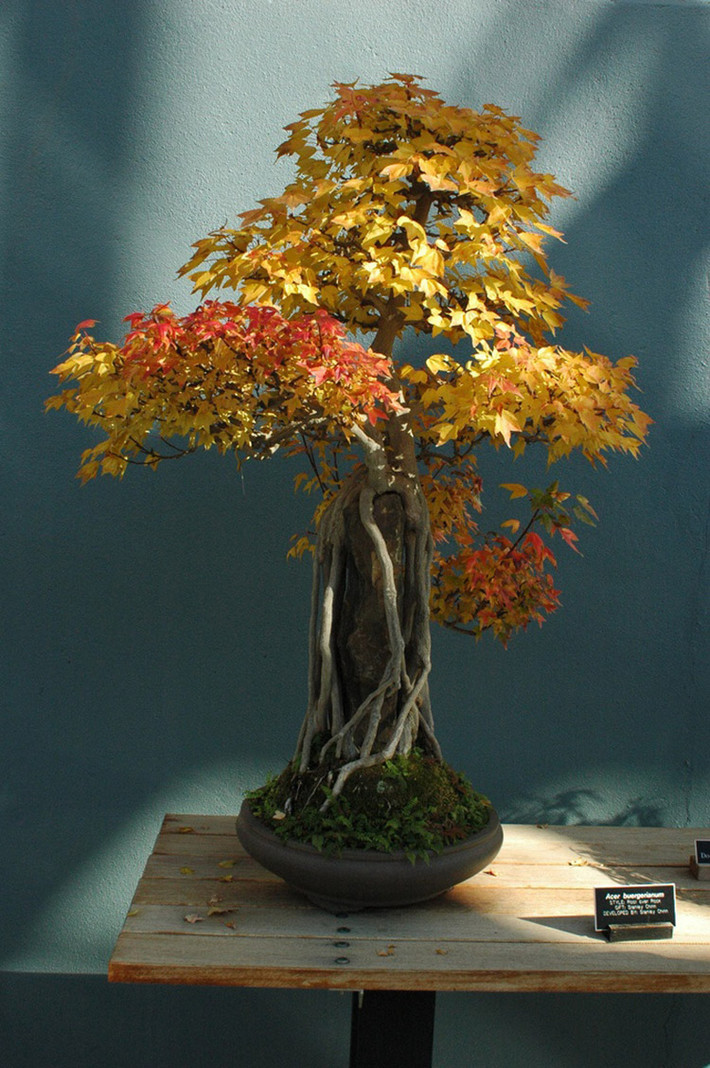 Chậu cây cảnh bonsai lá vàng đẹp mắt.