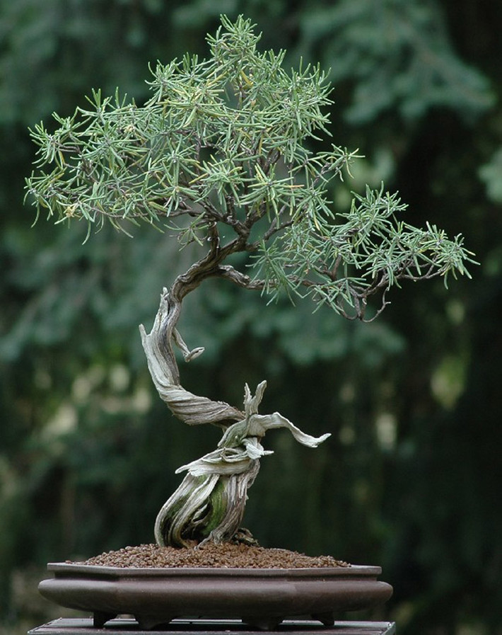 Cây bonsai nhỏ xinh.