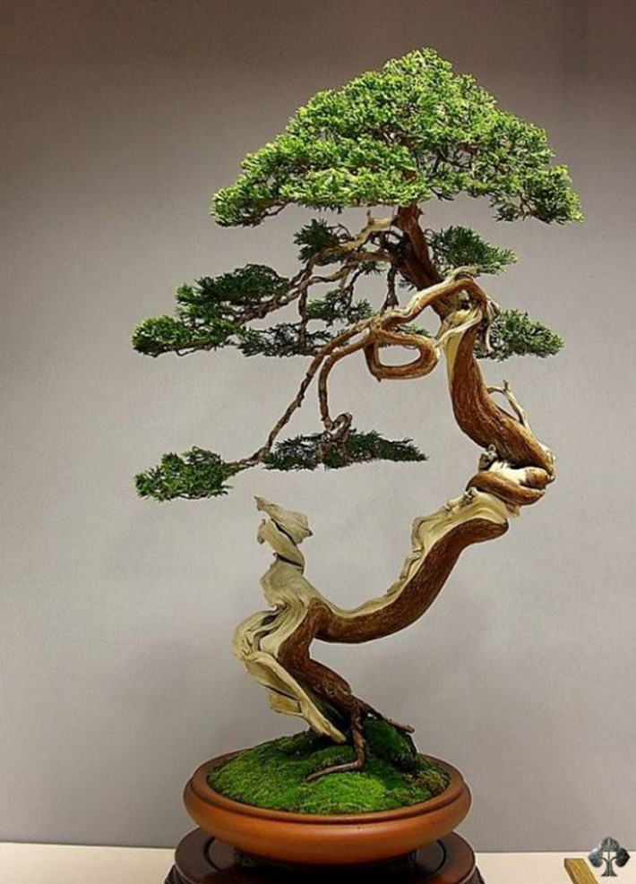 Chậu cây bonsai dáng độc này có thể khiến những người chơi cây cảnh không muốn rời mắt.