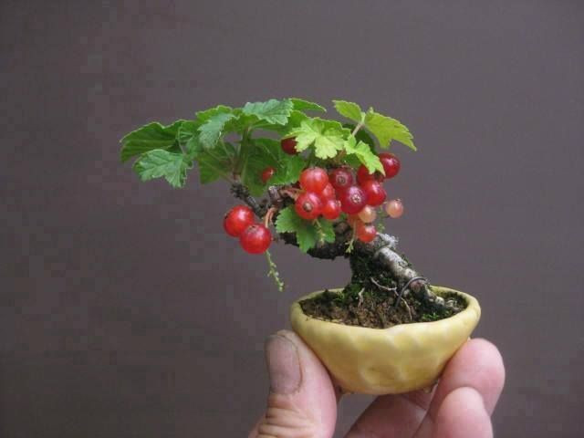 Cây bonsai nho chuỗi ngọc.