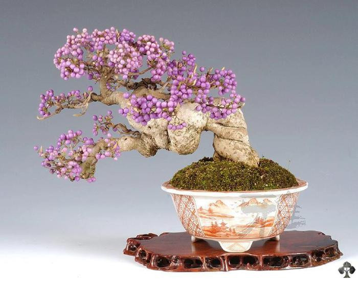 Chậu bonsai hoa quả màu tím được xem là món đồ trang trí ấn tượng trong nhà.