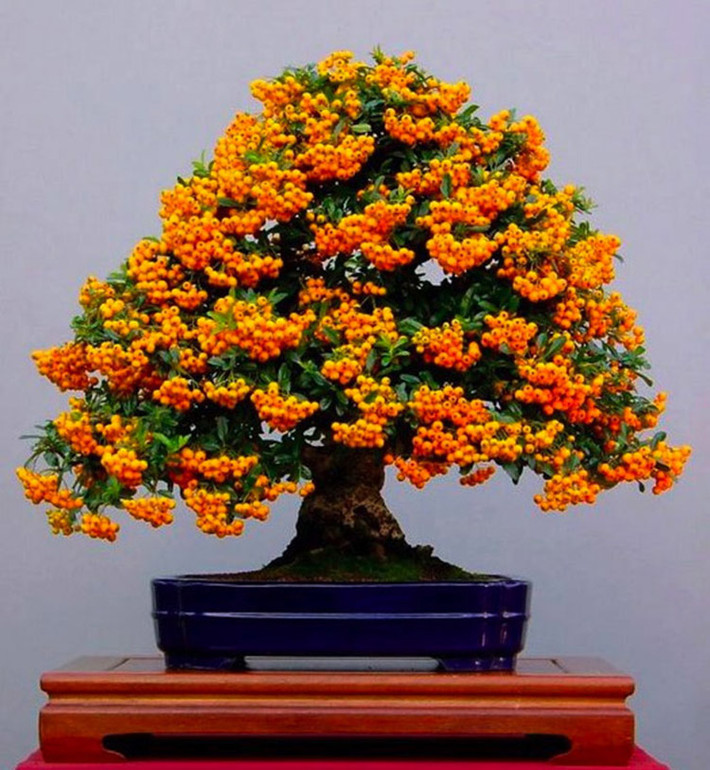 Cây bonsai quả vàng sai trĩu .