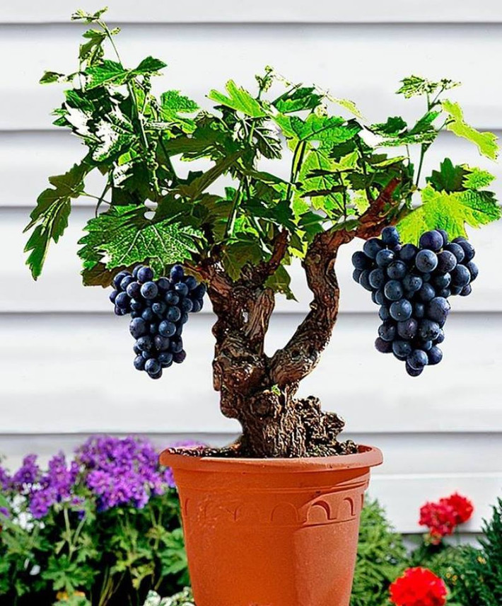 Cây nho bonsai.