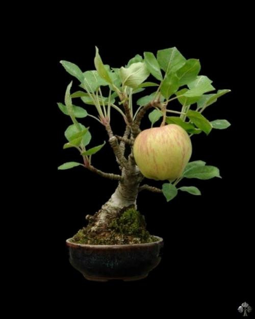 Cây táo bonsai đẹp mắt.