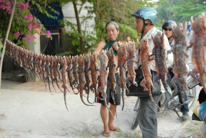 Ngoài loại tươi sống, nhiều tiểu thương còn làm sẵn món tắc kè phơi khô bán cho khách mua ngâm rượu.