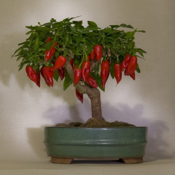 Ớt bonsai.