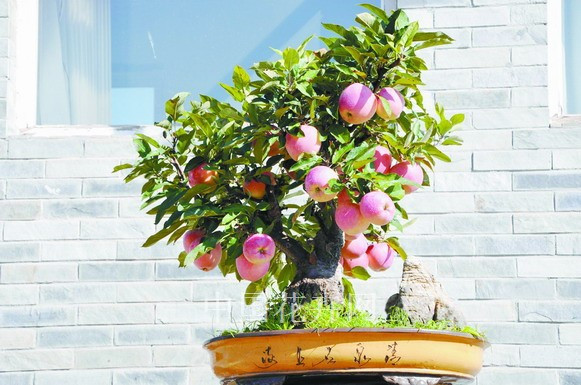 Những quả táo chín khiến chậu cây nổi bật hơn hẳn.