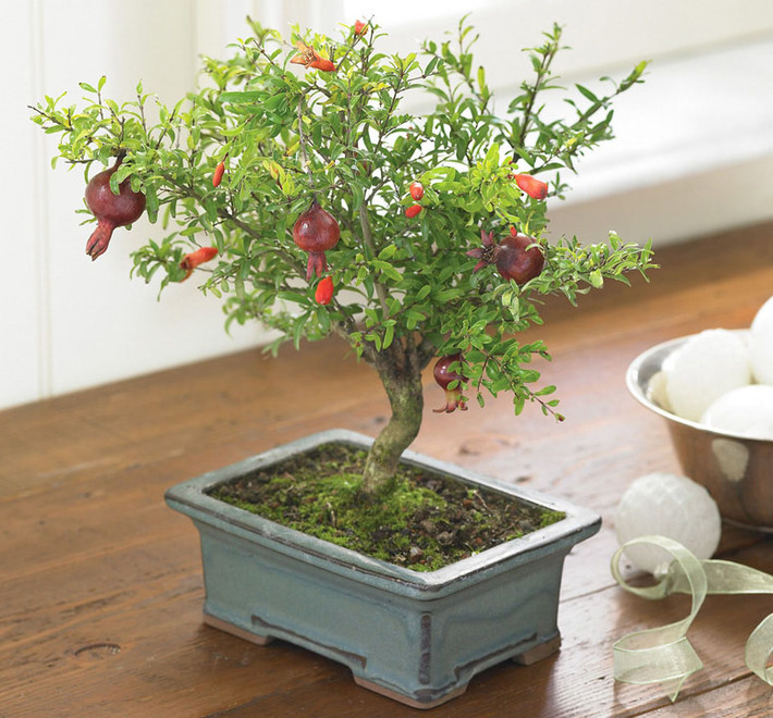 Cây lựu bonsai đẹp mắt.