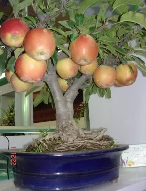 Cây táo bonsai.