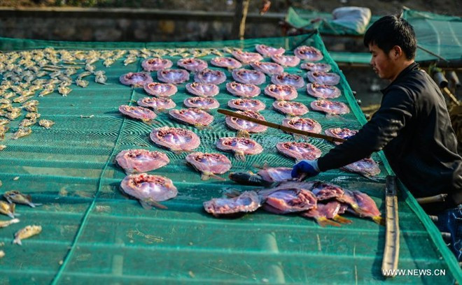 Người dân tản đều những miếng cá để chúng mau khô.
