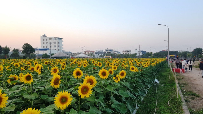 Sắc hoa khiến vạn người mê.