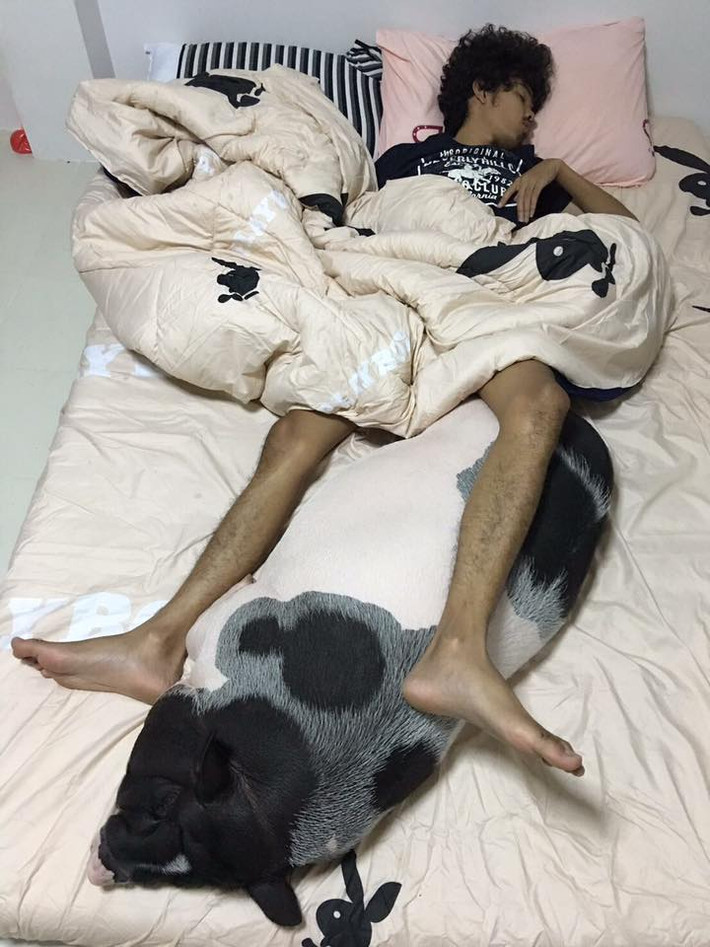Junior được cậu chủ chăm sóc rất chu đáo từ bữa ăn, giấc ngủ...