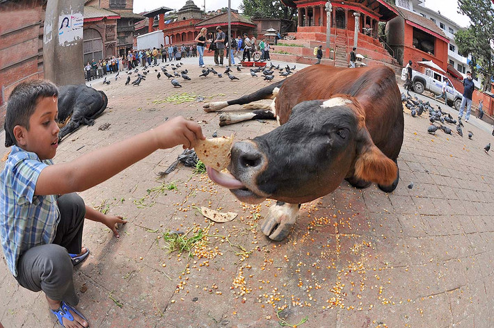 Người dân Nepal coi bò là động vật linh thiêng nên không ăn thịt loài động vật này.