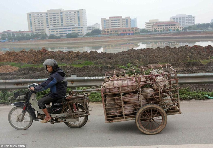 Hình ảnh ghi lại cảnh người lái xe máy kéo theo xe kéo chật kín những con lợn trên Quốc lộ 1.
