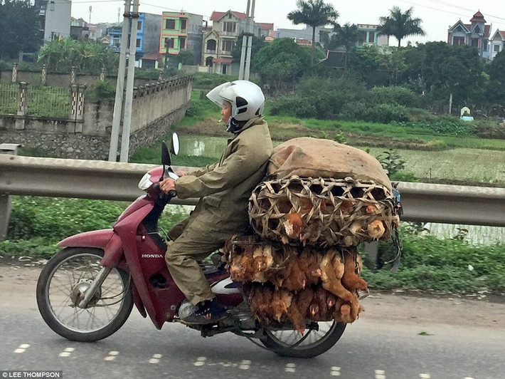 Nhiếp ảnh gia Lee Thompson có 14 năm kinh nghiệm trong lĩnh vực nhiếp ảnh và đạt nhiều giải thưởng quan trọng với chùm ảnh về cuộc nội chiến ở Libya, cuộc cách mạng ở Ai Cập, sóng thần tại Nhật Bản… Ông Thompson đã rất ngạc nhiên khi nhìn thấy những chiếc xe máy chở hàng hóa cồng kềnh trên đường phố Việt Nam. Trong ảnh là xe máy chở gà. Đây là hình ảnh khá phổ biến ở nhiều nước Đông Nam Á, trong đó có Việt Nam.