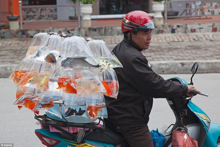 Xe máy chở khá nhiều những túi đựng cá cảnh ở vịnh Hạ Long, Việt Nam.