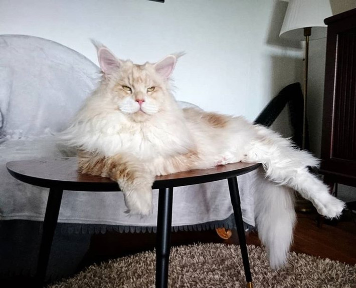 Theo tìm hiểu, mèo Maine Coon hay mèo lông dài Mỹ là giống mèo tự nhiên cổ xưa nhất ở Bắc Mỹ. Chúng là một nòi mèo nhà có đặc điểm kiểu hình đặc trưng và có kỹ năng săn mồi đáng kinh ngạc.