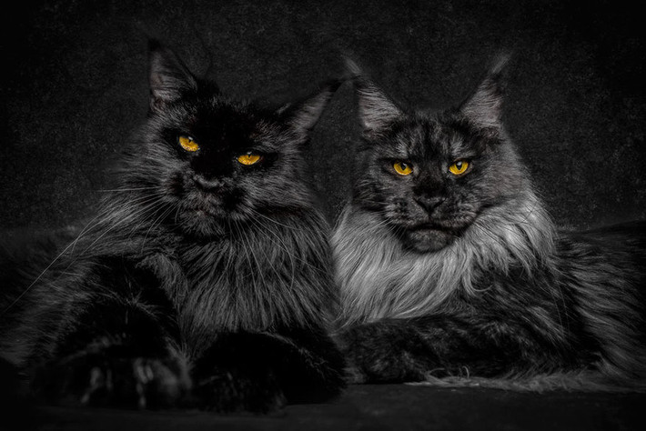 Nguồn gốc của mèo khổng lồ Maine Coon đến nay vẫn là một điều bí ẩn. Mặc dù khó có khả năng xảy ra nhưng vẫn có một truyền thuyết cho rằng loài mèo này là kết quả của sự lai tạo giữa mèo và gấu trúc.
