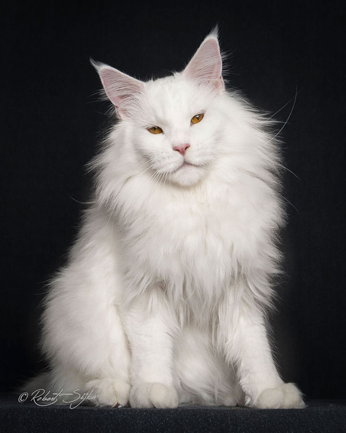 Giả thuyết được chấp nhận rộng rãi hiện nay là Maine Coon là sản phẩm của việc lai giống giữa mèo nhà lông ngắn địa phương với mèo lông dài do các thủy thủ người Viking mang tới vào thế kỷ 11 hoặc những thủy thủ người Anh thời cận đại đem lại.