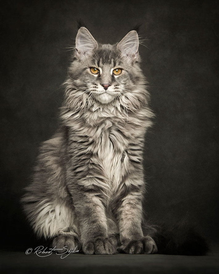Ngay cả khi chưa trưởng thành, những con mèo Maine Coon cũng đã sở hữu vẻ đẹp mê hoặc lòng người.