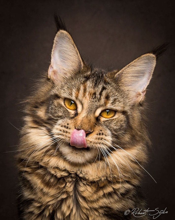 Đặc điểm nổi bật của mèo Maine Coon là cấu trúc xương lớn, cơ thể hình chữ nhật và bộ lông dài bồng bềnh. Maine Coon có thể có nhiều màu lông khác nhau và nổi tiếng bởi trí thông minh của chúng.