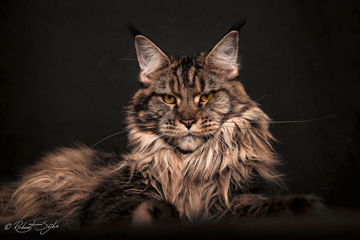 Mỗi bức chân dung của mèo Maine Coon đều lột tả được vẻ đẹp oai nghiêm nhưng cũng vô cùng lộng lẫy của loài.