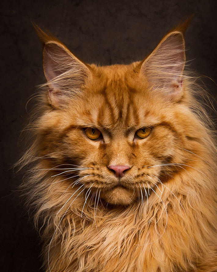 Xem thêm một số hình ảnh mèo Maine Coon tuyệt đẹp.