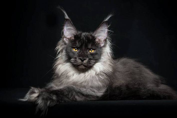 Qua ống kính của nhiếp ảnh gia Robert Sijka, những con mèo Maine Coon khoe triệt để được vẻ đẹp quý tộc của mình.