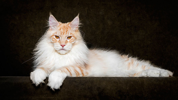 Truyền thuyết này dựa trên kiểu hình và đặc tính của Maine Coon - mặc dù xét về mặt di truyền là không thể. Nó bắt nguồn từ màu lông của mèo Maine Coon: chủ yếu là màu nâu kiểu mèo khoang và chiếc đuôi với lông dài bồng bềnh.