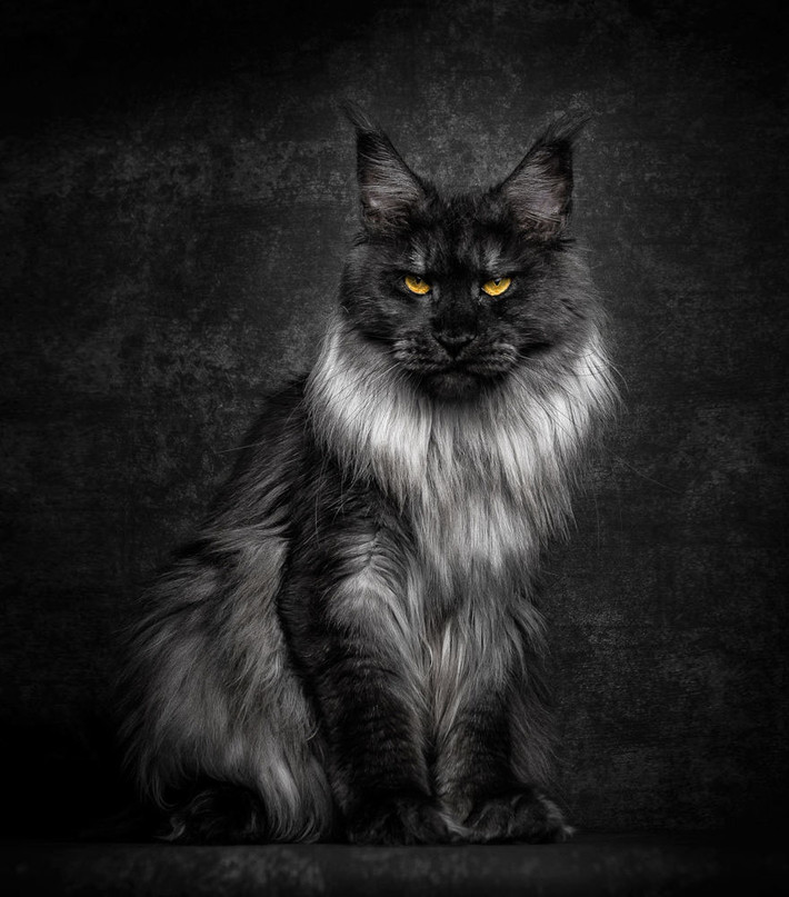 Mèo Maine Coon được mệnh danh là loài mèo huyền thoại cổ xưa cũng bởi vẻ đẹp sang chảnh đậm chất quý tộc, hoàng gia của mình. Đây cũng là loài mèo thuần chủng lớn nhất thế giới.