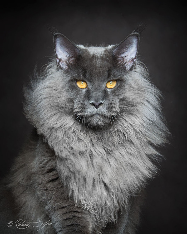 Theo tìm hiểu, mèo Maine Coon hay mèo lông dài Mỹ là một nòi mèo nhà có đặc điểm kiểu hình đặc trưng và có kỹ năng săn mồi đáng nể. Nó là một trong những nòi mèo tự nhiên cổ xưa nhất ở Bắc Mỹ.