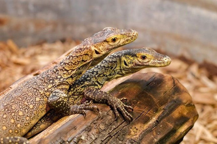 Theo đó, con mồi bị rồng Komodo cắn sẽ bị nhiễm độc rồi tử vong. Sau đó, rồng Komodo sẽ ăn ngấu nghiến "chiến lợi phẩm" mà không bị làm sao do miễn nhiễm với độc tố do bản thân tiết ra.