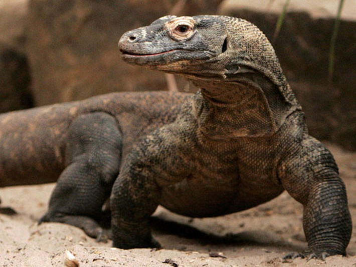 Nhiều người cứ ngỡ rồng Komodo có thân hình to lớn nên sẽ di chuyển khá chậm. Thế nhưng, trên thực tế, chúng có tốc độ di chuyển khá nhanh với vận tốc trung bình khoảng 20 km/h.