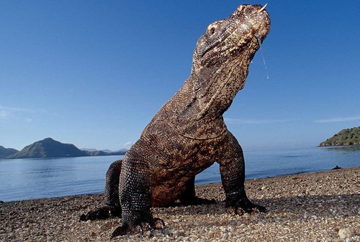 Loài rồng Komodo dùng tứ chi để bò lên mặt đất như các giống loài bò sát khác. Không những vậy, chúng cũng có thể lặn dưới nước sâu 5m, thậm chí sở hữu khả năng leo trèo cây thuần thục như loài thằn lằn.