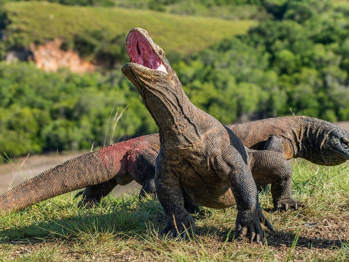 Rồng Komodo có nọc độc ở dạng protein, được tiết ra từ hai tuyến ở hàm dưới. Ngay cả nước bọt của chúng cũng chứa tới 50 loại vi khuẩn khác nhau.