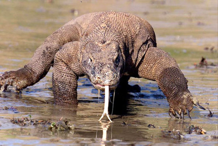 Rồng Komodo là thành viên của Chi Kỳ đà thuộc họ Varanidae và là loài thằn lằn lớn nhất còn sống sót. Là loài bò sát sống cùng thời với khủng long, mỗi cá thể rồng Komodo khi trưởng thành có thể đạt chiều dài cơ thể tối đa 3m và nặng khoảng 70 kg.