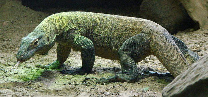 Theo các chuyên gia, rồng Komodo có một số đặc điểm khá giống cá sấu khi sở hữu mõm tròn, da có vảy, tứ chi khỏe và có móng vuốt sắc nhọn, đuôi dài.