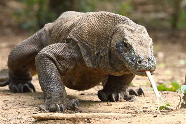 Rồng Komodo rất nhẫn nại trong việc săn mồi. Chúng có thể nằm yên hàng giờ để chờ thời cơ tấn công con mồi rồi ăn thịt.