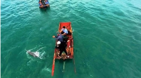 Trong những ngày gần đây, người dẫn đã nhìn thấy, chụp ảnh và quay video ghi lại cảnh đàn cá heo xuất hiện tại vùng biển Cô Tô. Vào ngày 22/1, UBND huyện Cô Tô thông tin về việc đàn cá heo khoảng 30 con xuất hiện trên vùng biển của huyện đảo này. Ảnh: TTXVN.
