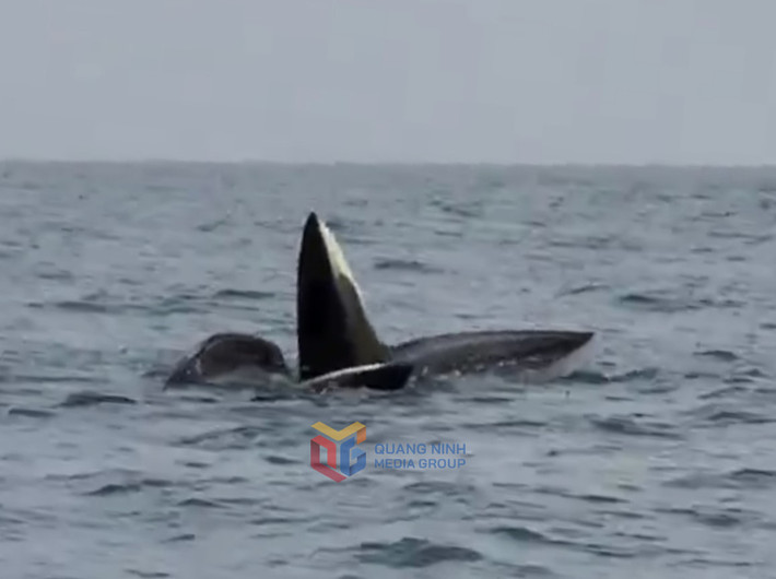 Nhiều người dân trong khu vực cho hay những ngày gần đây, khoảng 30 con cá heo nổi lên mặt nước tại vùng biển của huyện đảo Cô Tô. Ảnh: baoquangninh.