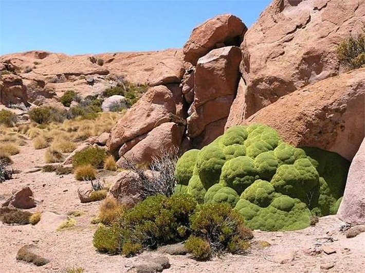 Yarela mọc lên từ những đồng cỏ Puna lạnh giá thuộc dãy Andes ở Peru, Bolivia, Bắc Chie và Tây Argentina, ở độ cao khoảng 3.200-4.500m, nơi gió thổi không ngừng và cái lạnh thậm chí có thể bẽ gãy cả đá granite.