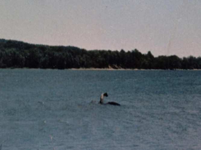 Teggie of Llyn Tegid có màu nâu xám hoặc đen, có chiều dài cơ thể từ 2,4 - 3,6m, có một hoặc hai bướu, cổ dài và đầu tròn cỡ quả bóng với mõm cá sấu.