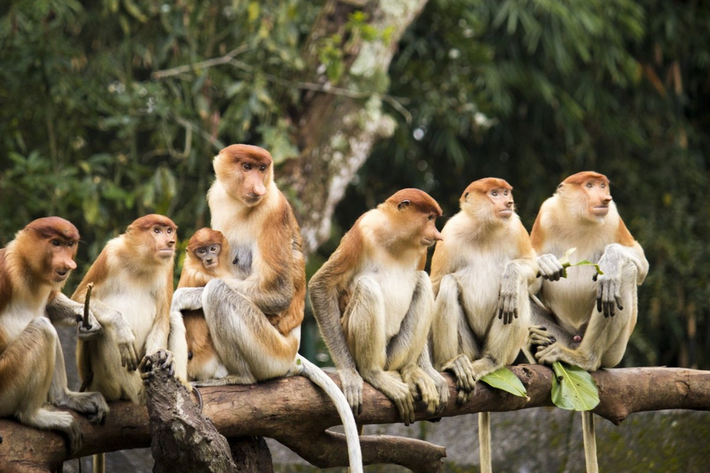 Hiện nay loài này là đặc hữu của quần đảo Borneo thuộc Indonesia. Khỉ vòi sống chủ yếu trên cây. Chúng có thói quen đu, nhảy từ cành nọ sang cành kia để tìm kiếm thức ăn.