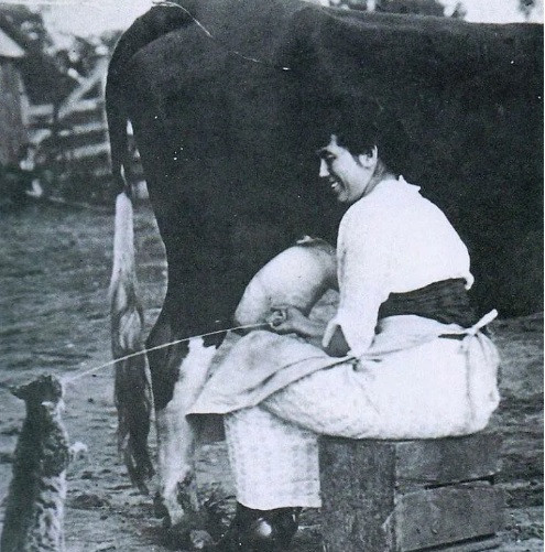 Một phụ nữ ngồi vắt sữa bò tại trang trại năm 1951. Đây là một trong những hình ảnh chụp cuộc sống của người dân hơn 200 năm trước.