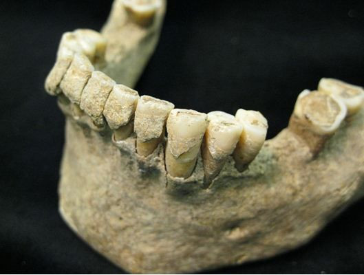 Kết quả nghiên cứu cho thấy chúng có niên đại khoảng 6500 năm tuổi.