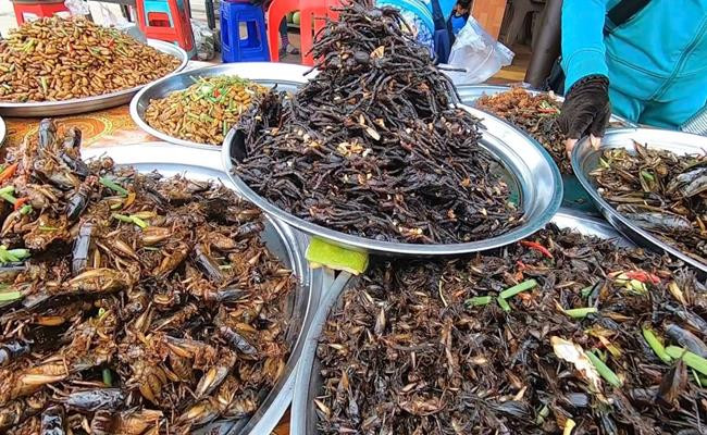 Tuy nhiên, xét trên khía cạnh y học, chúng là nguồn dược liệu có giá trị cao. Bên cạnh đó, nhiều loài còn là thức ăn bổ dưỡng.