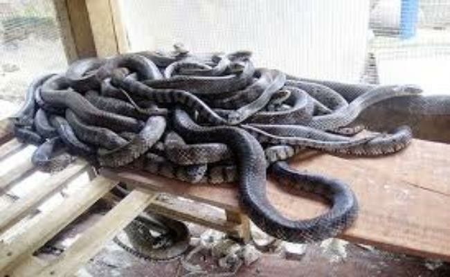 Trung bình mỗi ngày, các quán nhậu tiêu thụ từ 4 - 5kg rắn thương phẩm.